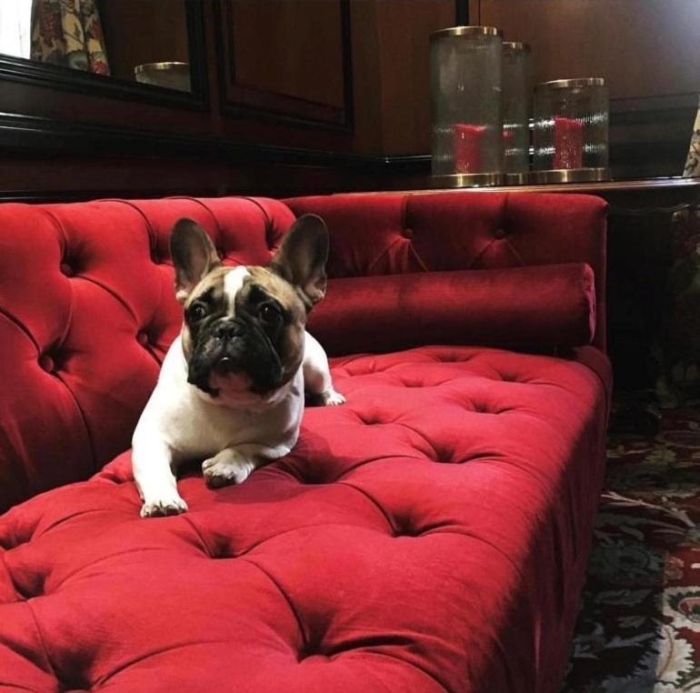 Narutis Hotel - Small Luxury Hotels Of The World Вилнюс Екстериор снимка French Bulldog